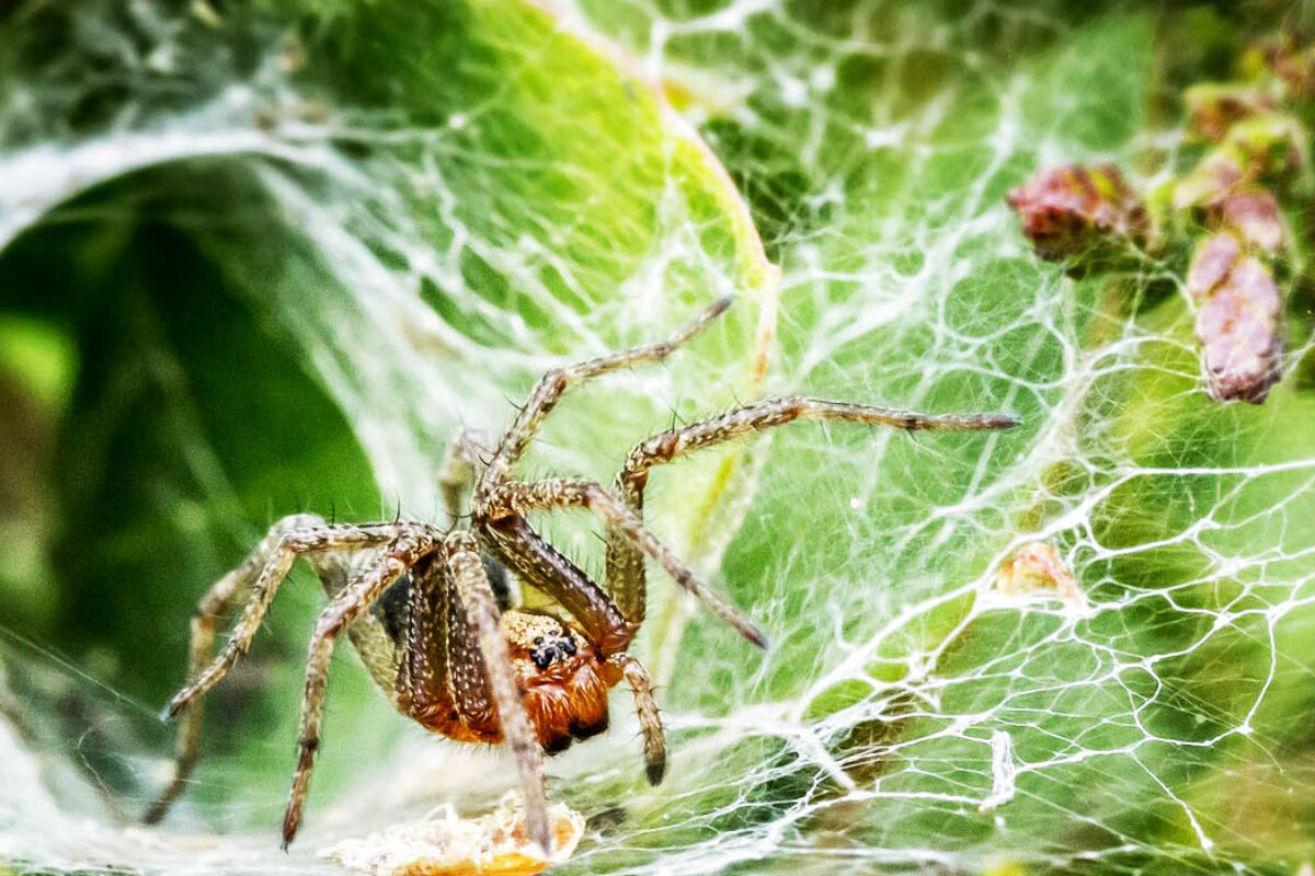 What spiders can teach us about the way we interact with the material world