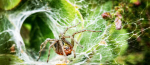Lee más sobre el artículo Lo que nos pueden enseñar las arañas sobre la forma en la que interactuamos con el mundo material